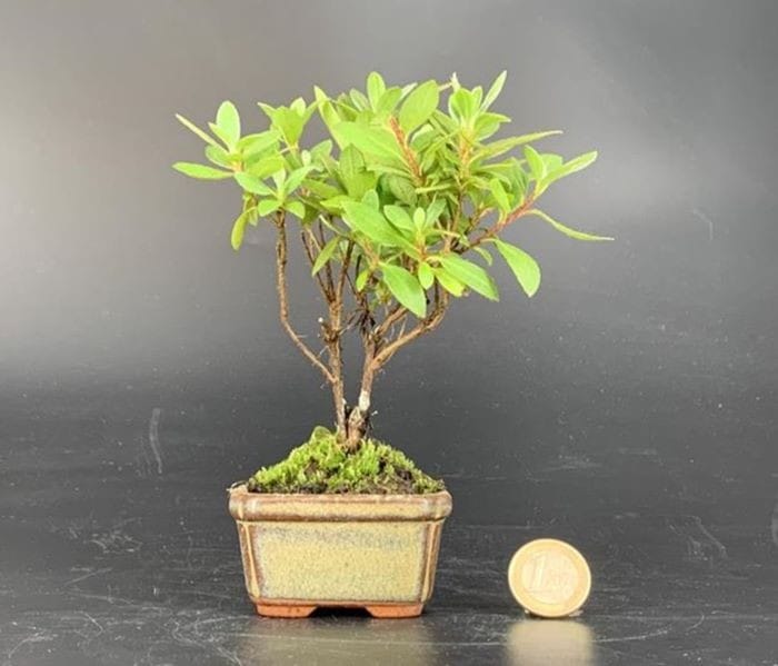 El arte milenario del bonsái en Prime Day de Amazon