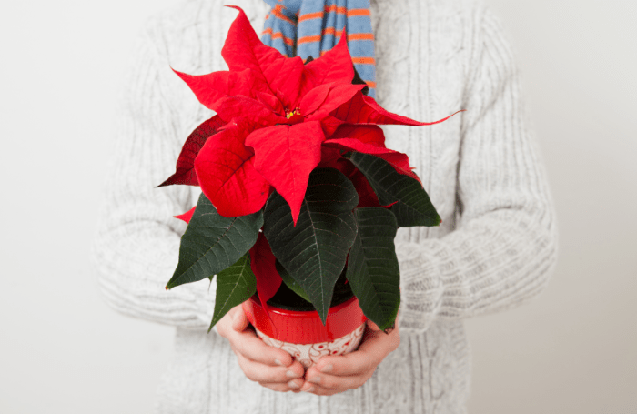 Flor de pascua (Euphorbia pulcherrima)