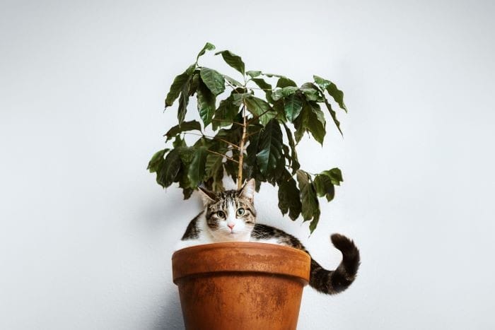 Maceta con planta y un gato de mascota