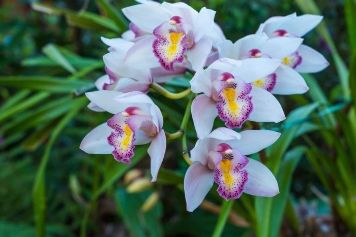 Orquídea blanca