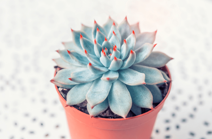 Planta suculenta