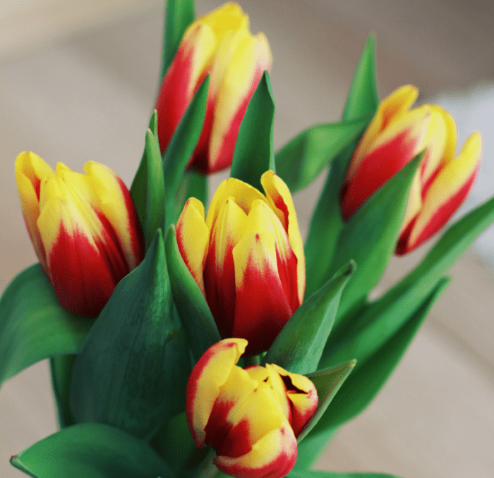 Tulipán tóxico para mascotas