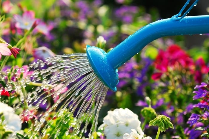 regadera agua flores colores
