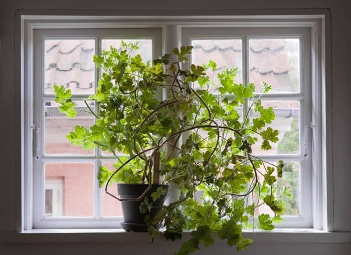 ventana planta poto hojas ramas