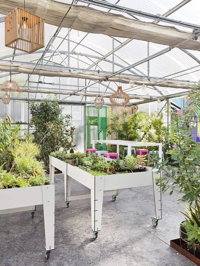 Plantas en el interior del vivero de la Fundación Aprocor