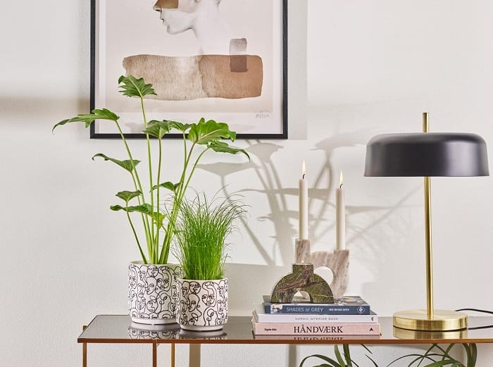 macetero encima de una mesa