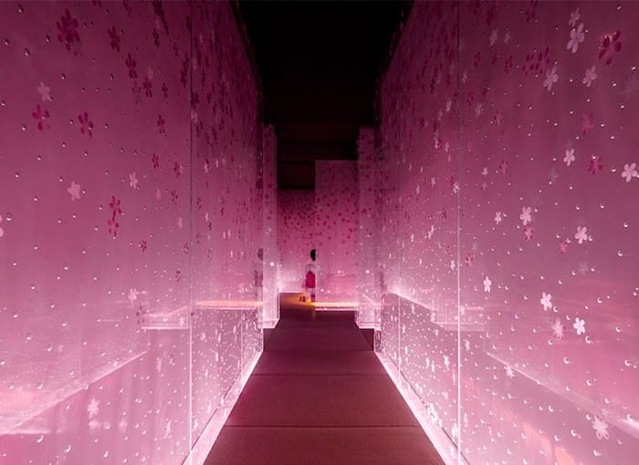 interior rosa luz pasillo flores