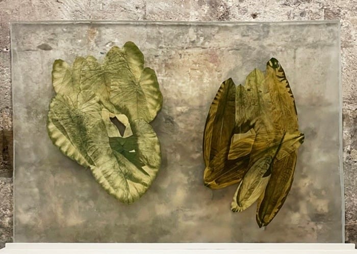 fotografia hojas verde