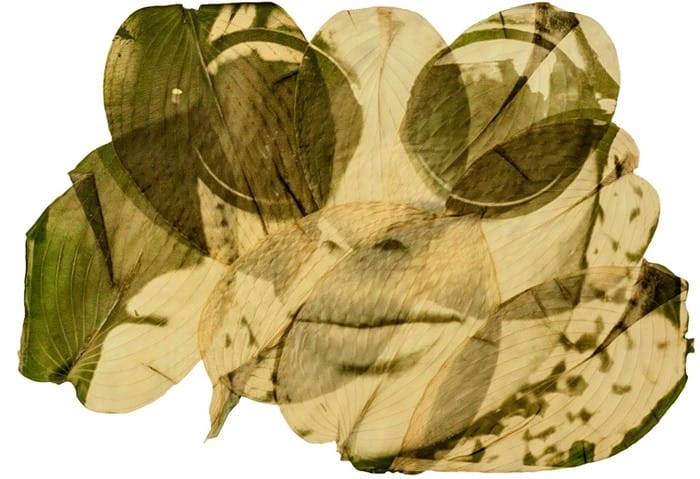 fotografia hojas verde mujer gafas