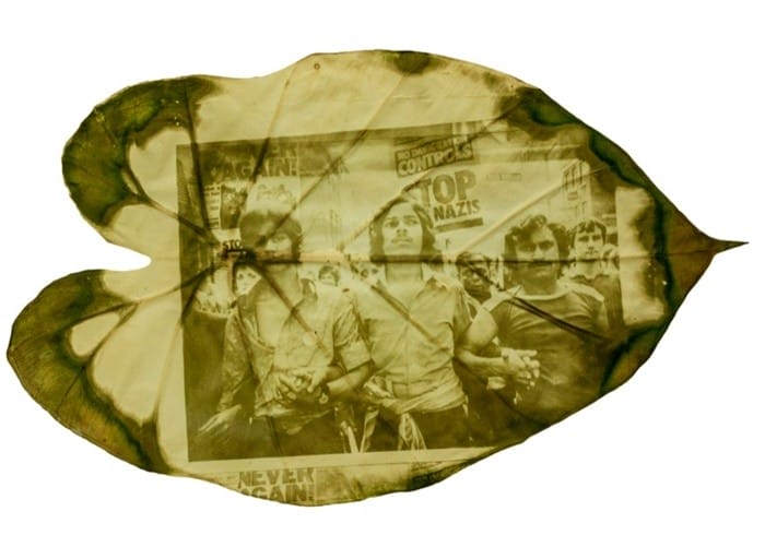 fotografia hojas verde arte