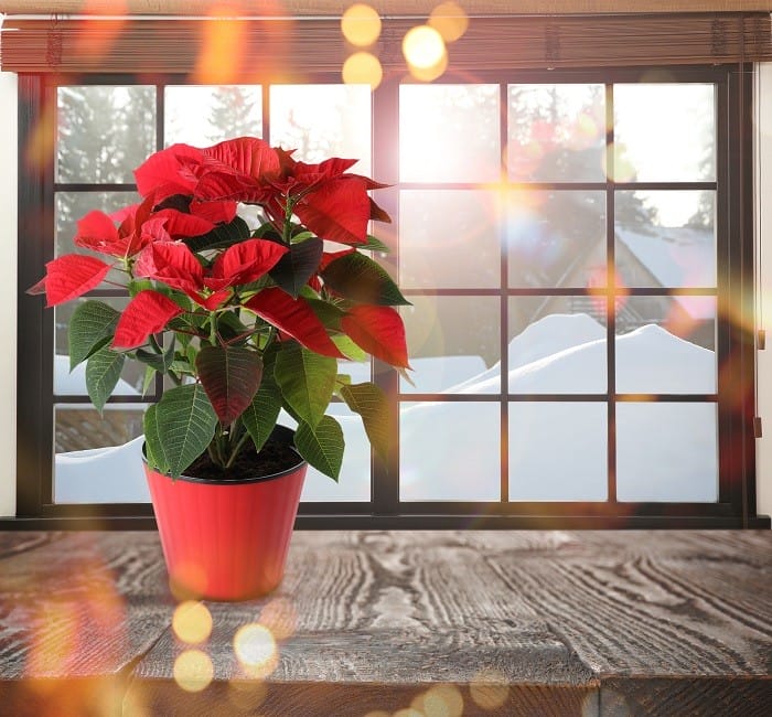 flor de pascua típica en Navidad en la venta de una cocina
