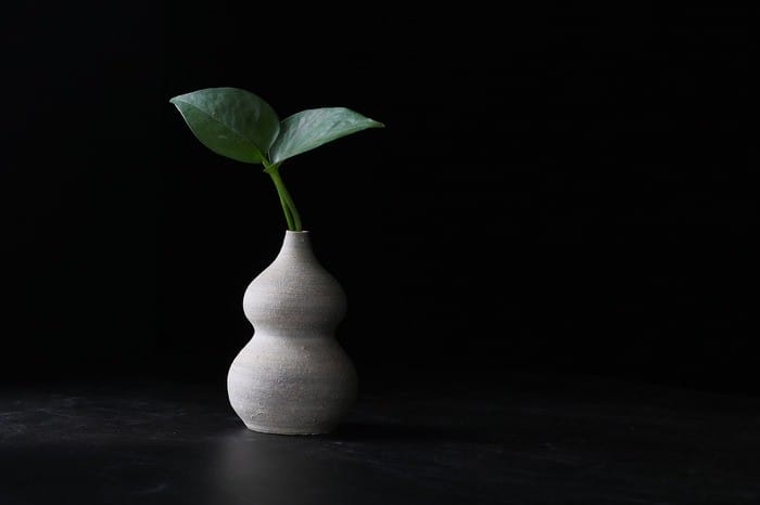 jarron decorativo planta