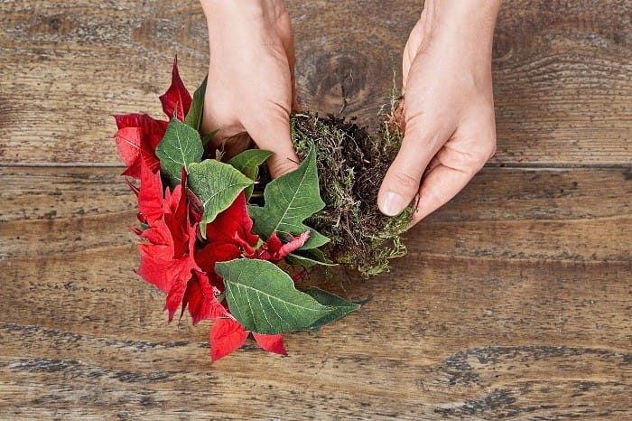 cuidados de flor de pascua