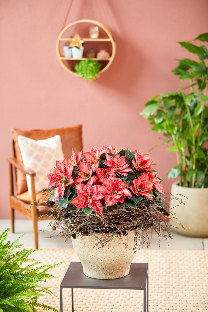 decoración con flor de pascua