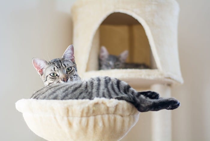 diseño de casa para gatos