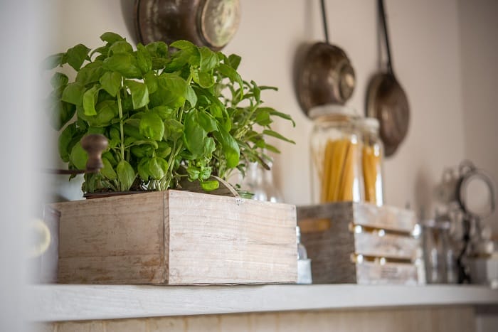 planta decorativa en la cocina