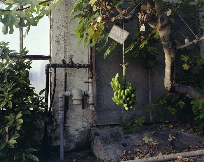 Fotografía de Experimento Banana