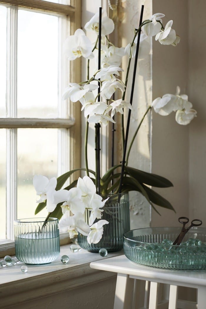 plantas decorativas