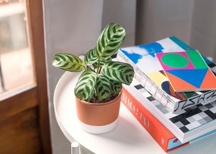 miniplanta en una mesa blanca con libros