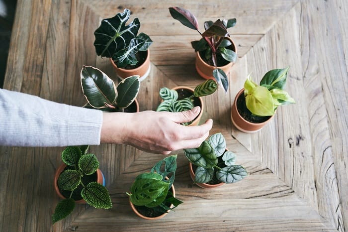 varias miniplantas