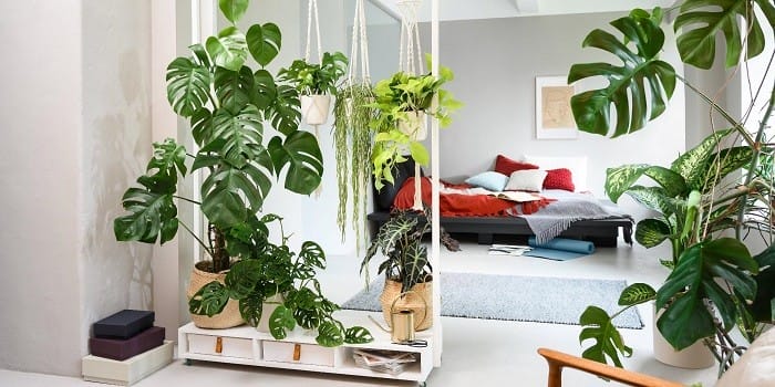 Interior de un hogar con plantas