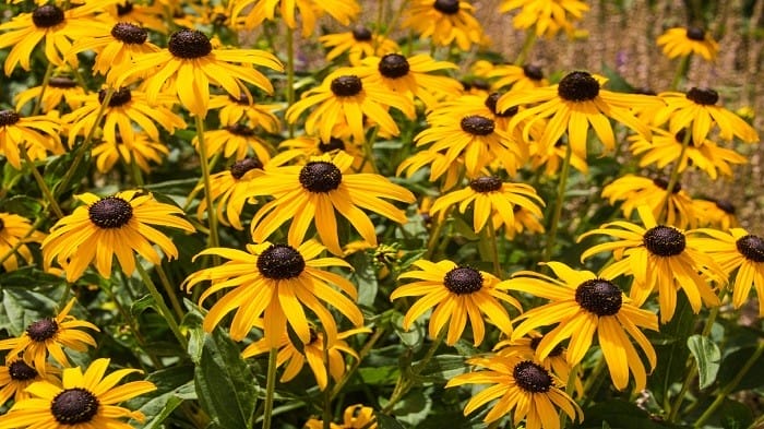 equináceas amarillas