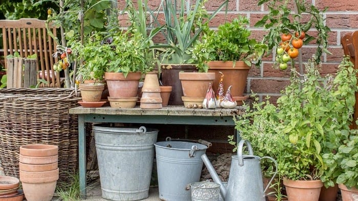 macetas con plantas y regadera