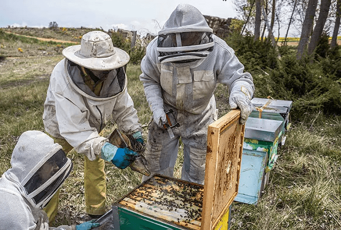 visita el colmenar Apimara en Burgos