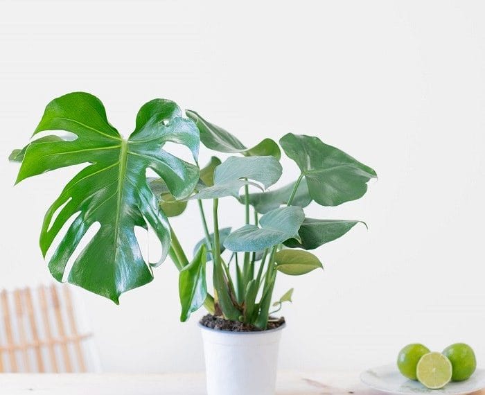 Maceta con flor monstera