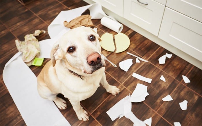 limpiar casa organizacion