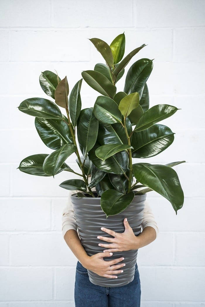 planta Ficus en maceta
