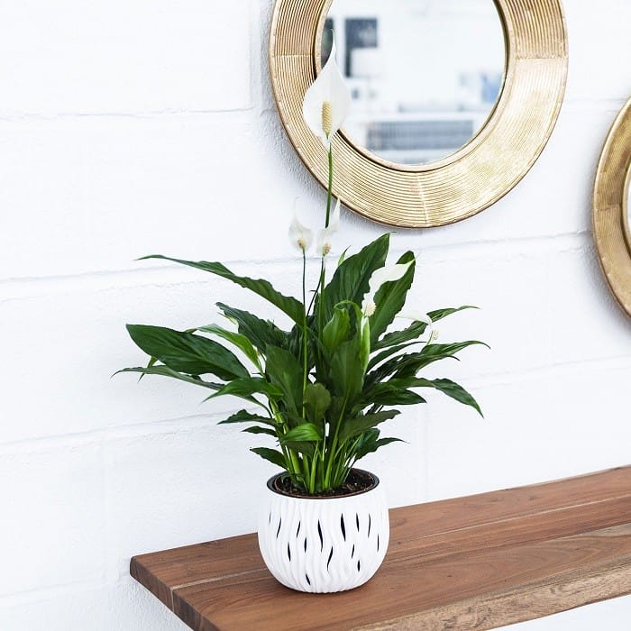 maceta con planta Spathiphyllum