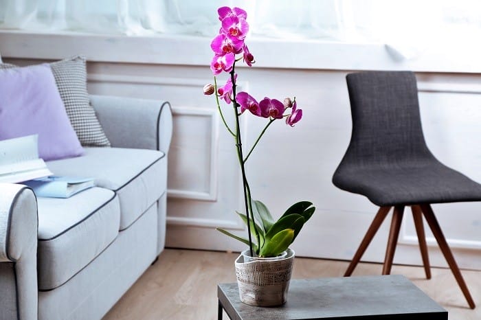 flor de orquídea en el salón