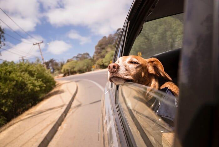 Perro asomado a la ventanilla de un coche de viaje