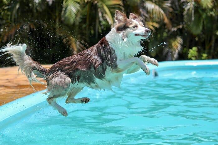 Perro mojado saltando a la piscina de un alojamiento vacacional