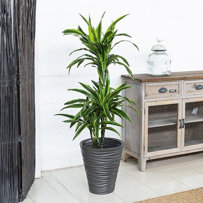 Planta dracena en un rincón de un hogar