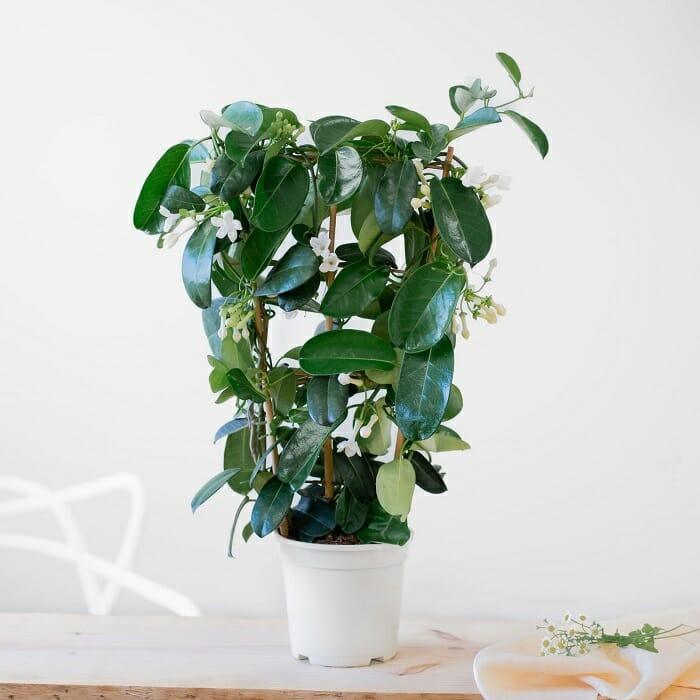 Planta jazmín encima de una cómoda