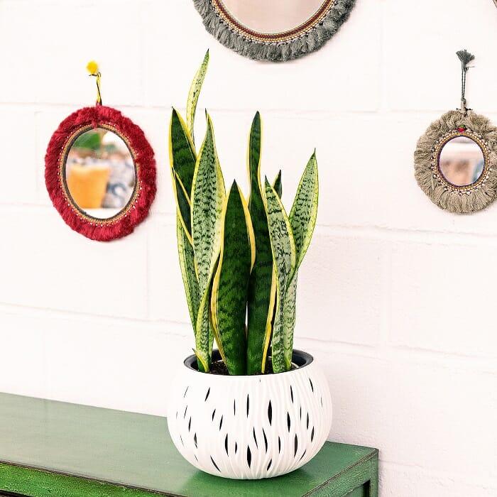 Planta en una maceta blanca encima de una cómoda verde y en la pared unos pequeños espejos
