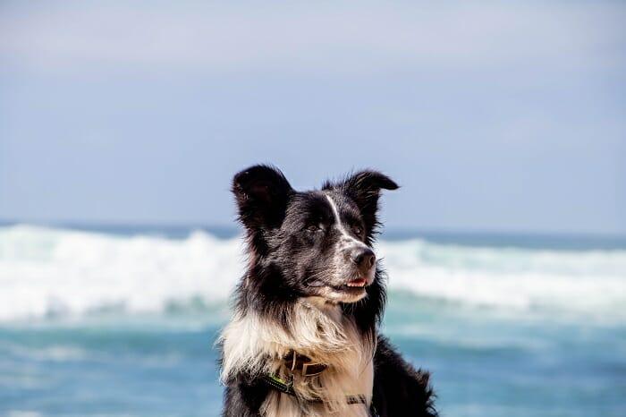 Perro mascota con el mar de fondo