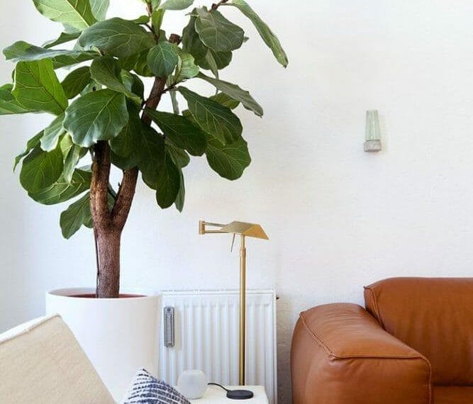 plantas de interior