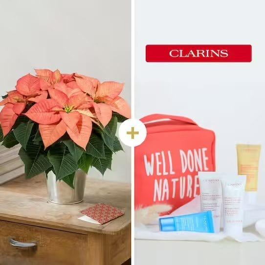 Flor en tiesto con cremas de Clarins