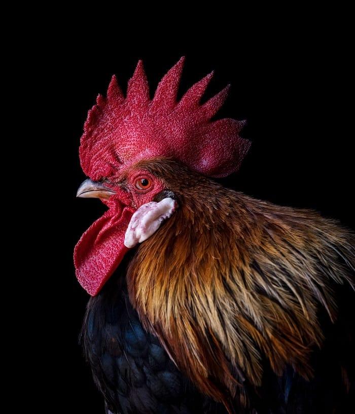 Fotografía de un gallo