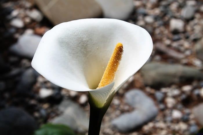 Flor cala en jardín
