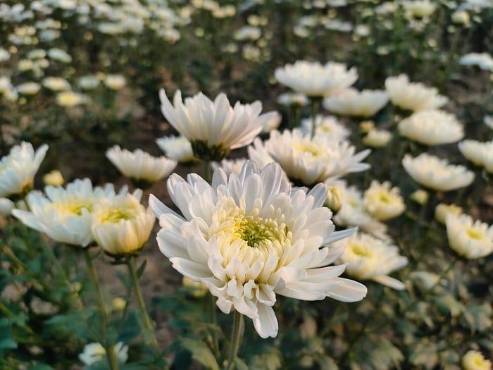 Campo de flores crisantemos