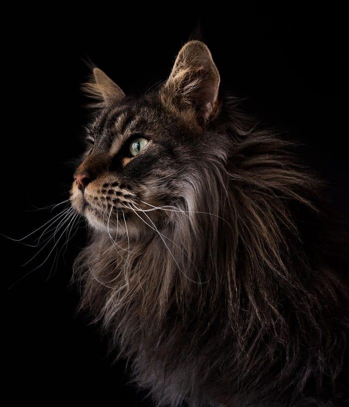 Fotografía de un gato