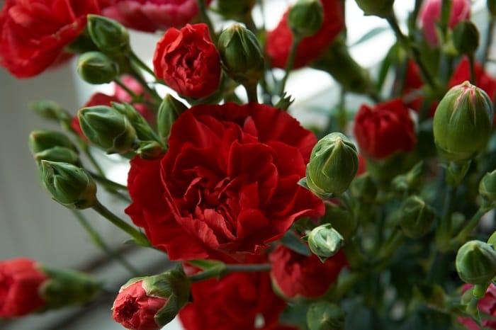 Flor garofeno