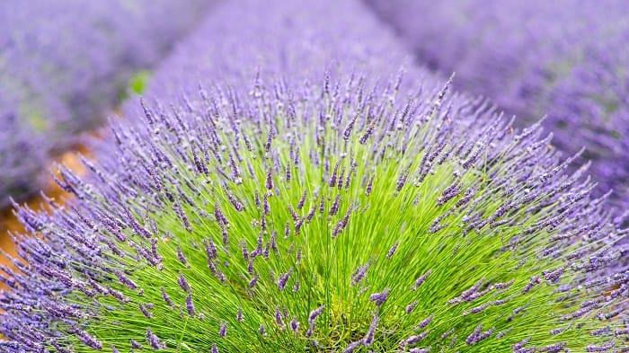 Campo con flor de lavanda