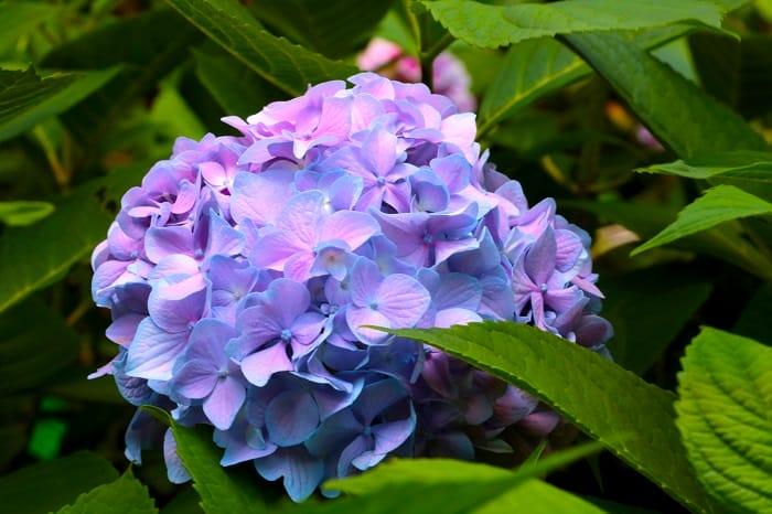 Flor ortensia