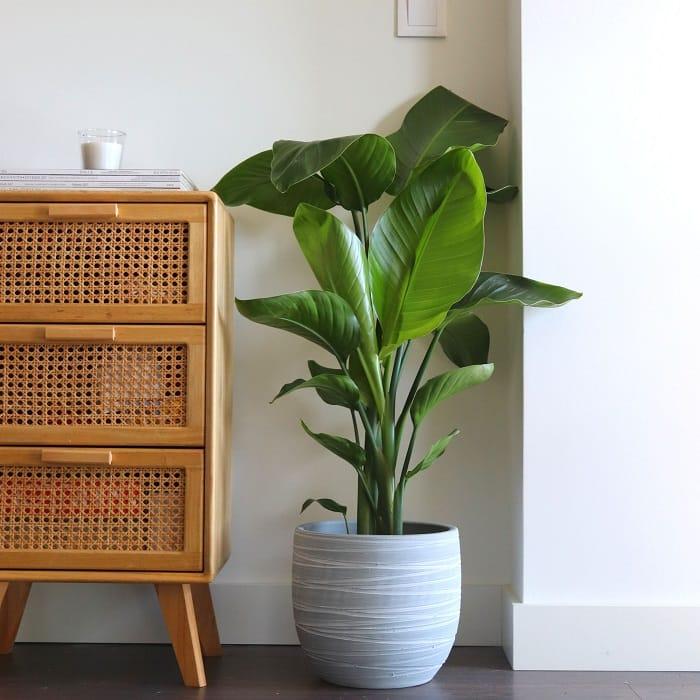 Planta verde al lado de un mueble