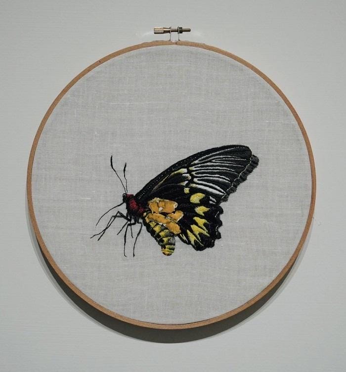Mariposa negra y amarilla dentro de un círculo